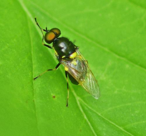 Oxycera leonina
